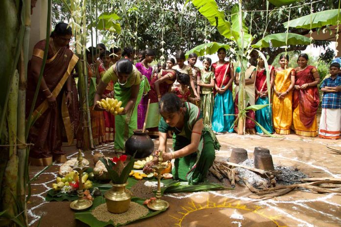 tahi-pongal-day